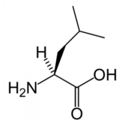 Лейцин — аминокислота, активатор мышечного роста